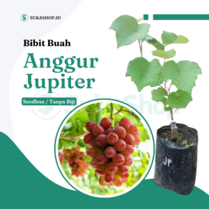 Bibit Buah Anggur Jupiter