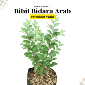 Bibit Bidara Arab