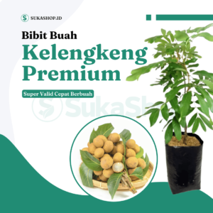 Bibit Kelengkeng